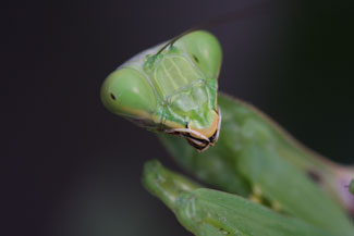 カマキリ