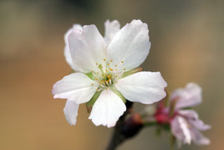 冬桜（フユザクラ）