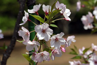 御殿場桜（ゴテンバザクラ）