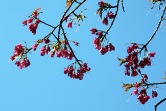 ヒマラヤ緋桜（ヒマラヤヒザクラ）