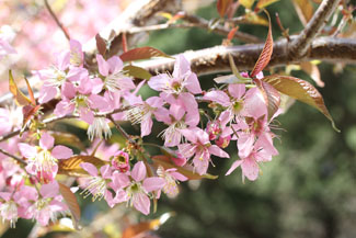 ヒマラヤ桜（ヒマラヤザクラ）