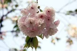 法輪寺（ホウリンジ）