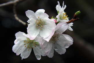 十月桜（ジュウガツザクラ）