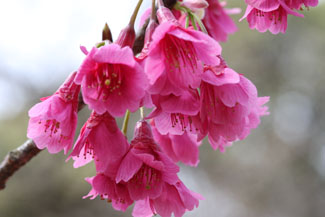 寒緋桜（カンヒザクラ）