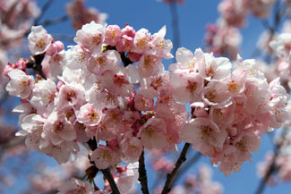 寒桜（カンザクラ）