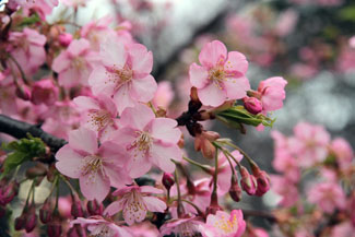 河津桜（カワヅサクラ）