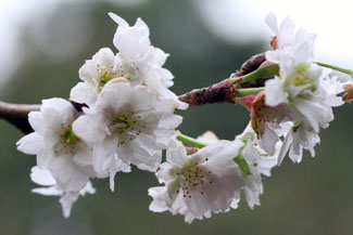 子福桜（コブクザクラ）