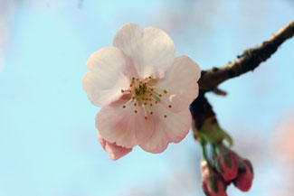 大寒桜（オオカンザクラ）