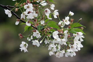 大島桜（オオシマザクラ）