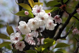 佐野桜（サノザクラ）