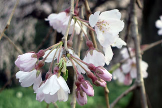 枝垂桜（シダレザクラ）