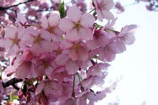 修善寺寒桜（シュゼンジカンザクラ）