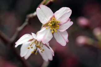 東海桜（トウカイザクラ）