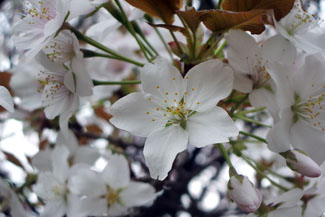 山桜（ヤマザクラ）